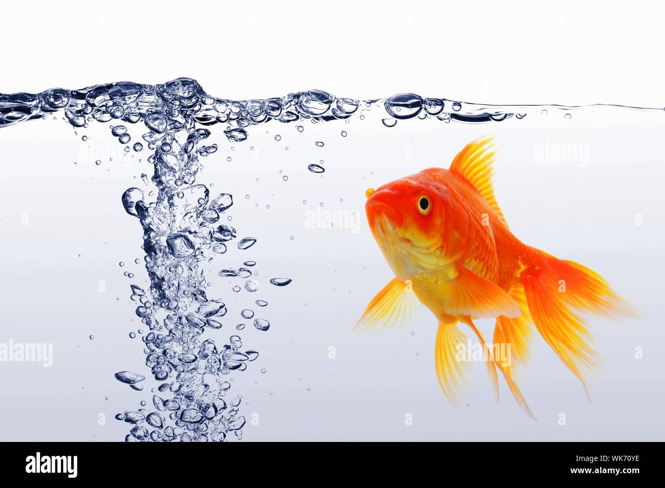 swimming goldfish in fishtank with water or air bubbles Stock Photo - Alamy