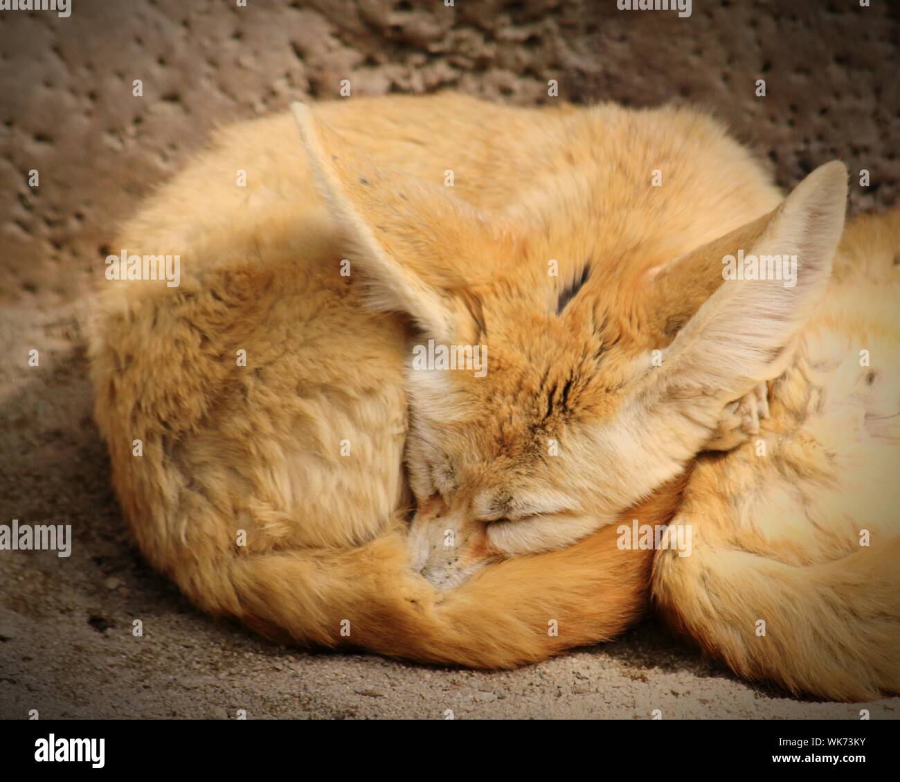 One Fennec Fox High Resolution Stock Photography And Images Alamy