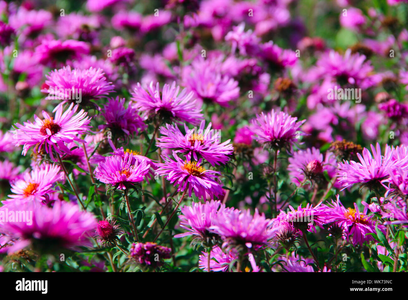 Aster Autumn Flowers. Big bush of lilac asters blooming in yard in September. Bright pink flower asters closeup. Autumnal flowers sway in wind Stock Photo