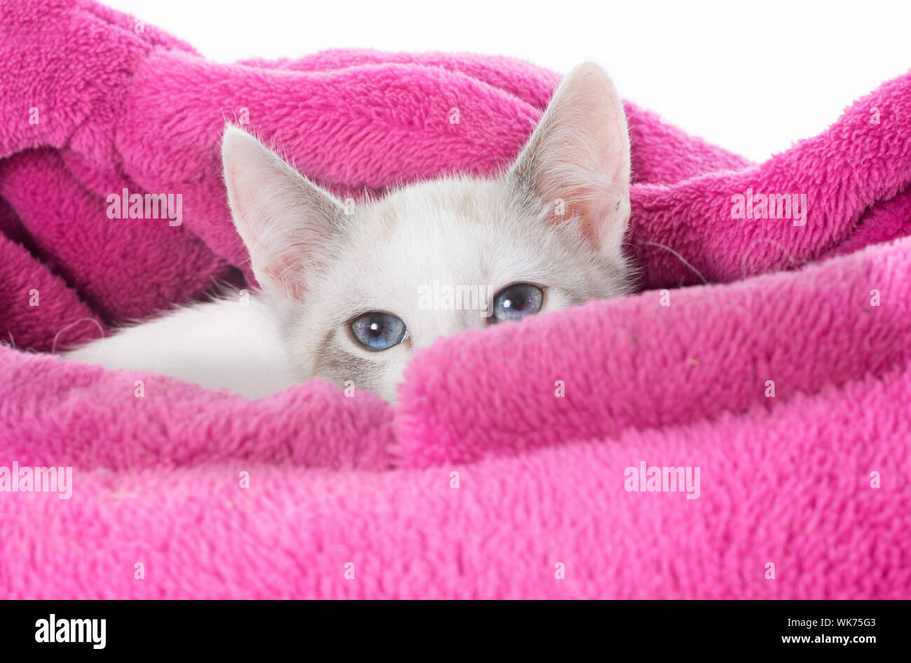 young white kitten in front of white background Stock Photo Alamy