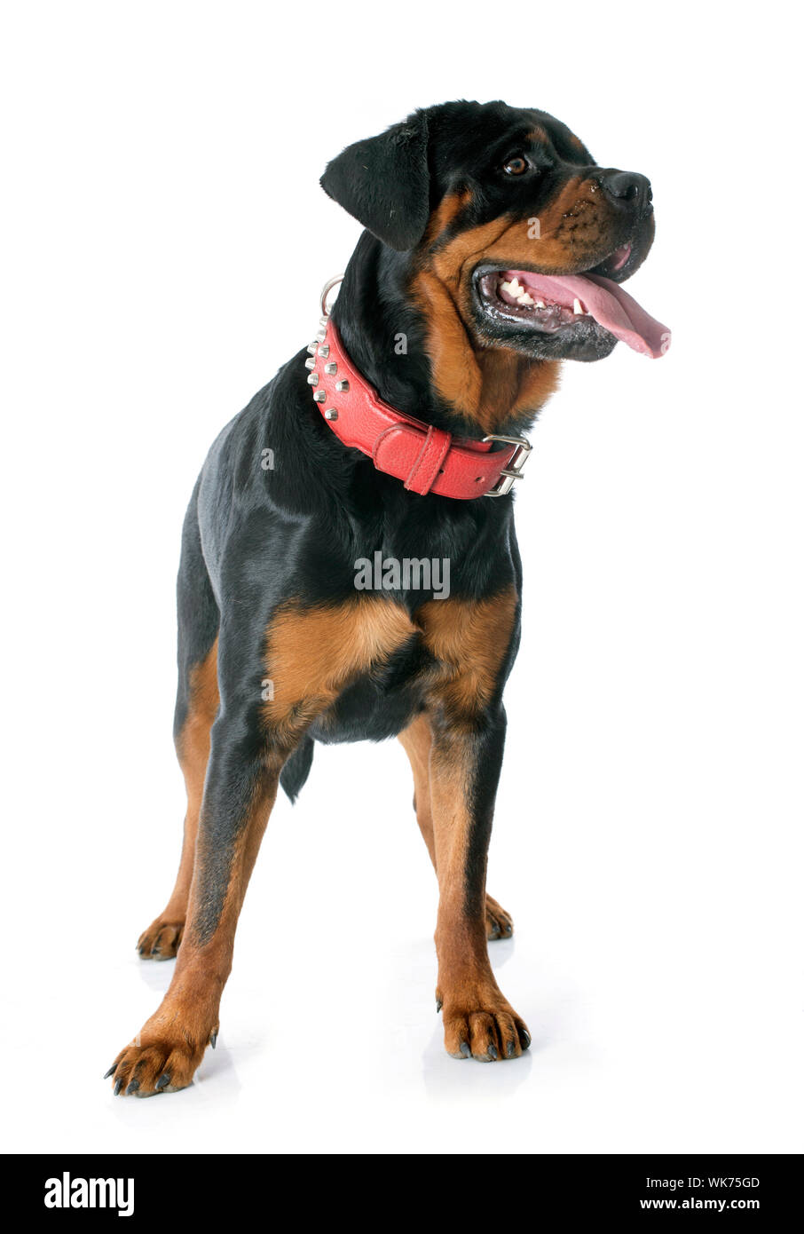 portrait of a purebred rottweiler in front of white background Stock ...