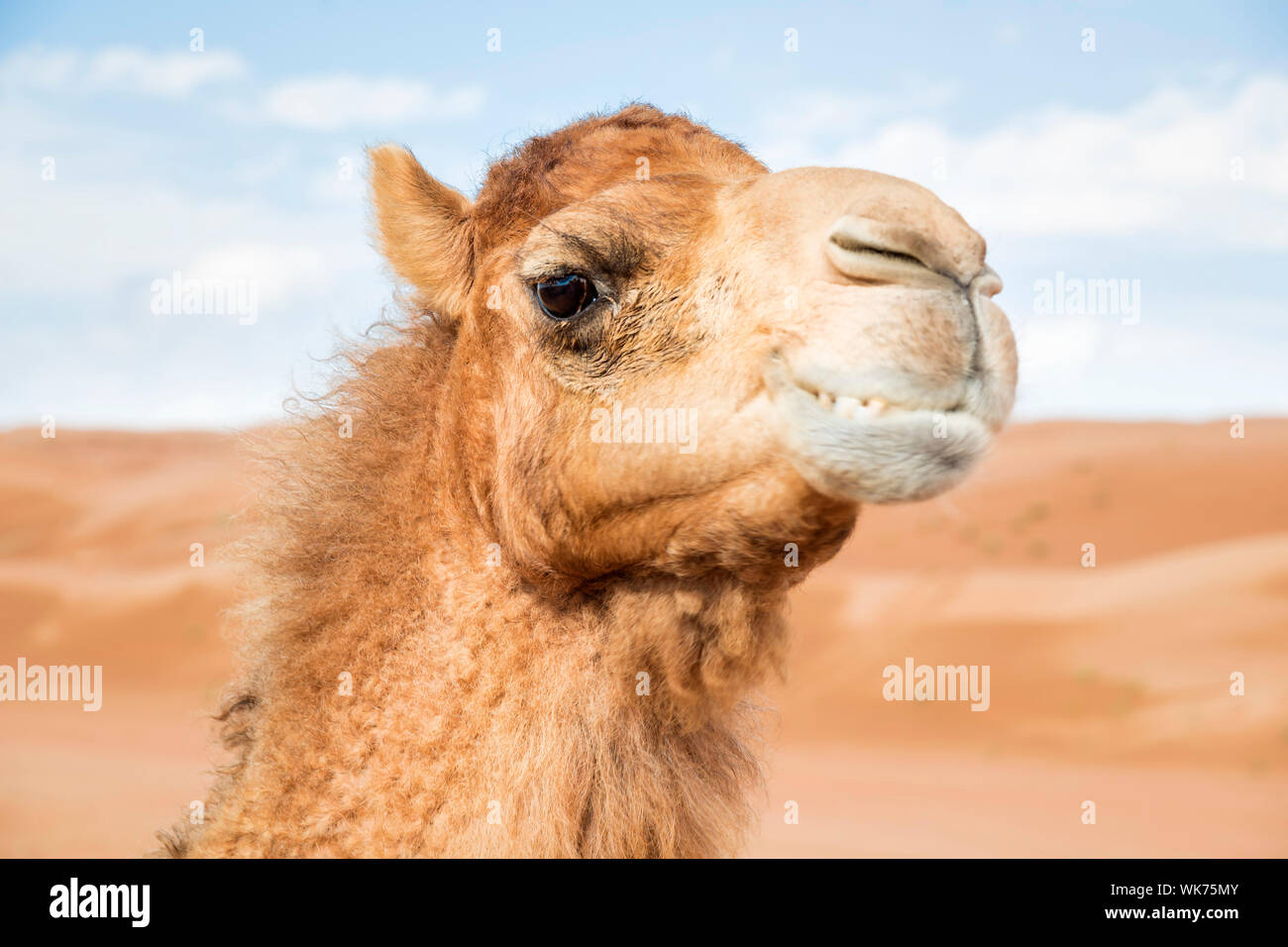 Image of camel in desert Wahiba Oman Stock Photo