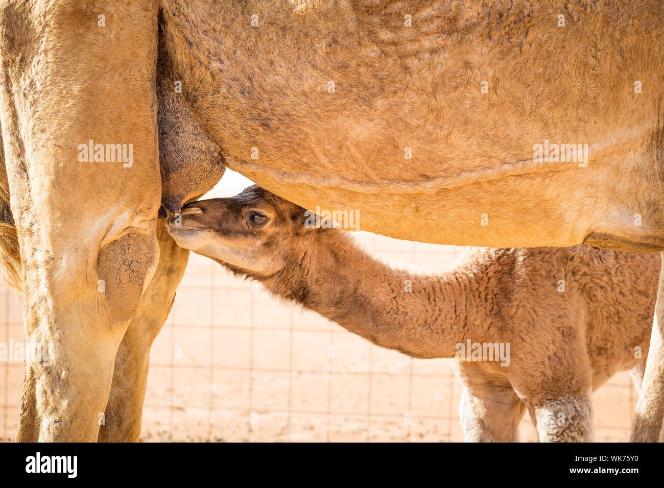 Image of suckling camel calf in desert Wahiba Oman Stock Photo