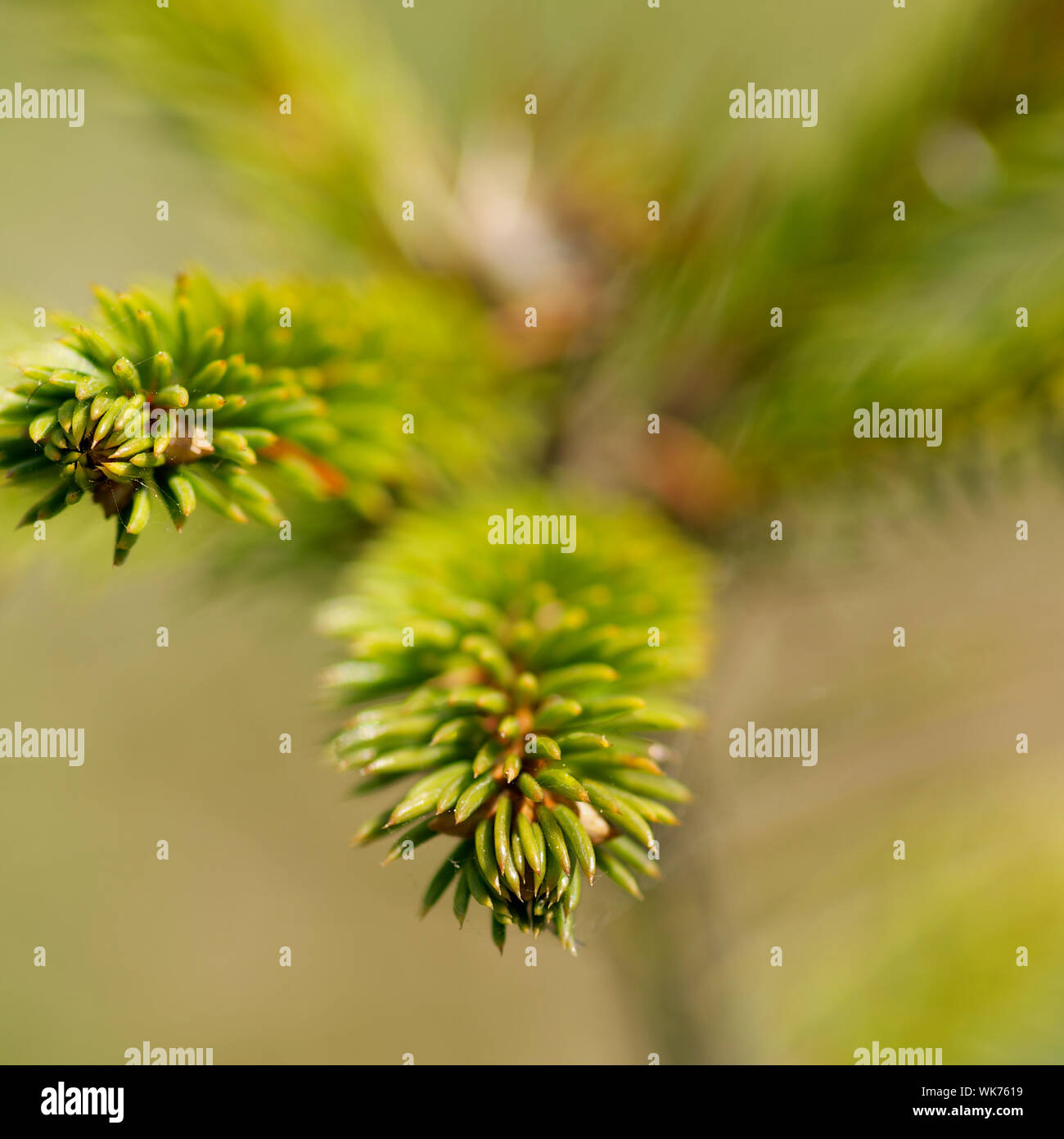 Young Pine Tree Branchlets closeup on Natural background. Selective Focus Stock Photo