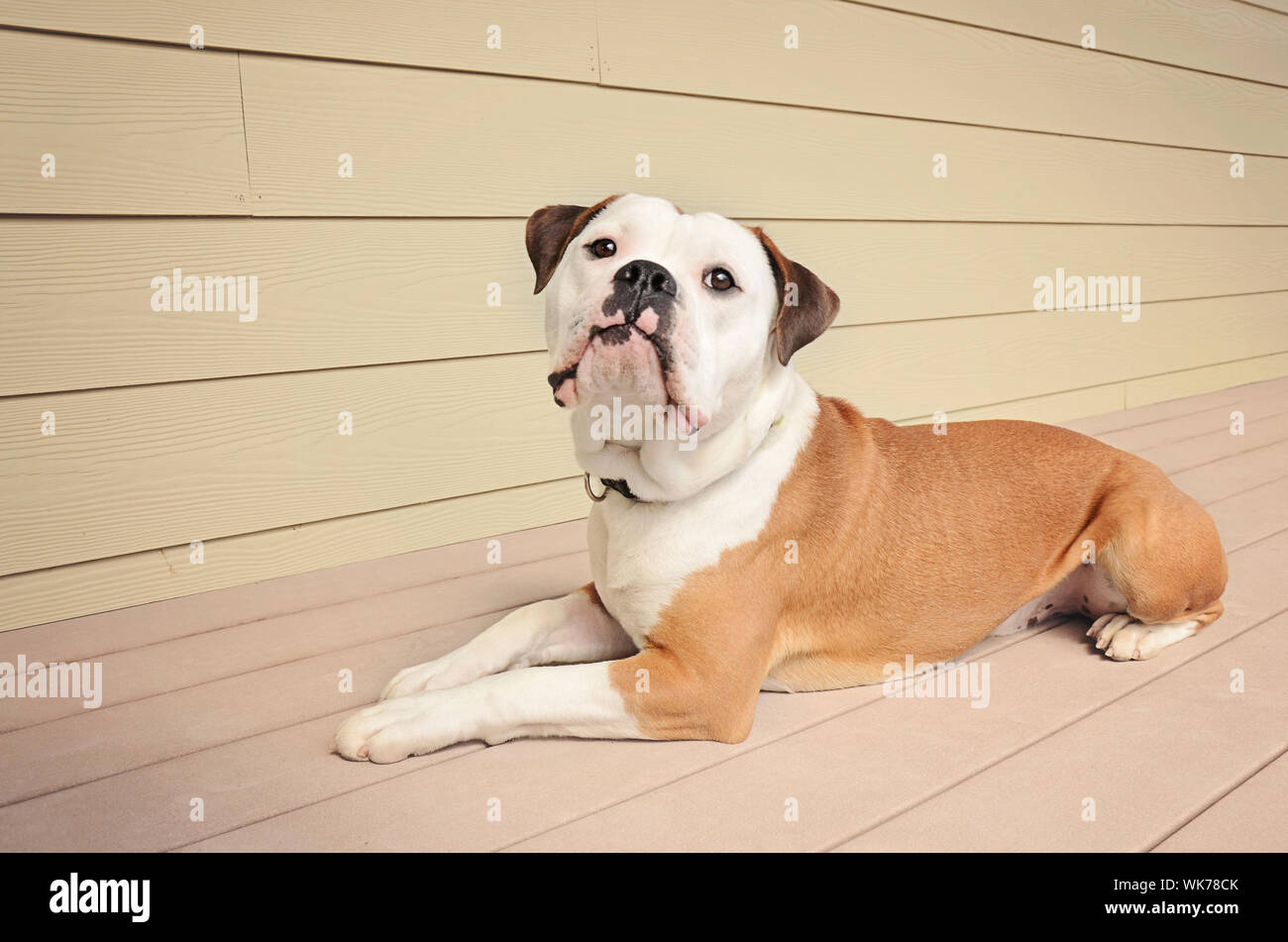 An Olde English Bulldogge laying down outdoors Stock Photo