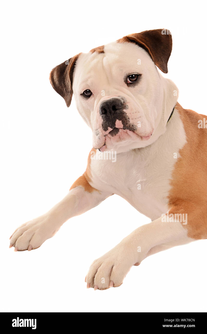 Portrait of an Old English Bulldog on a white Background Stock Photo