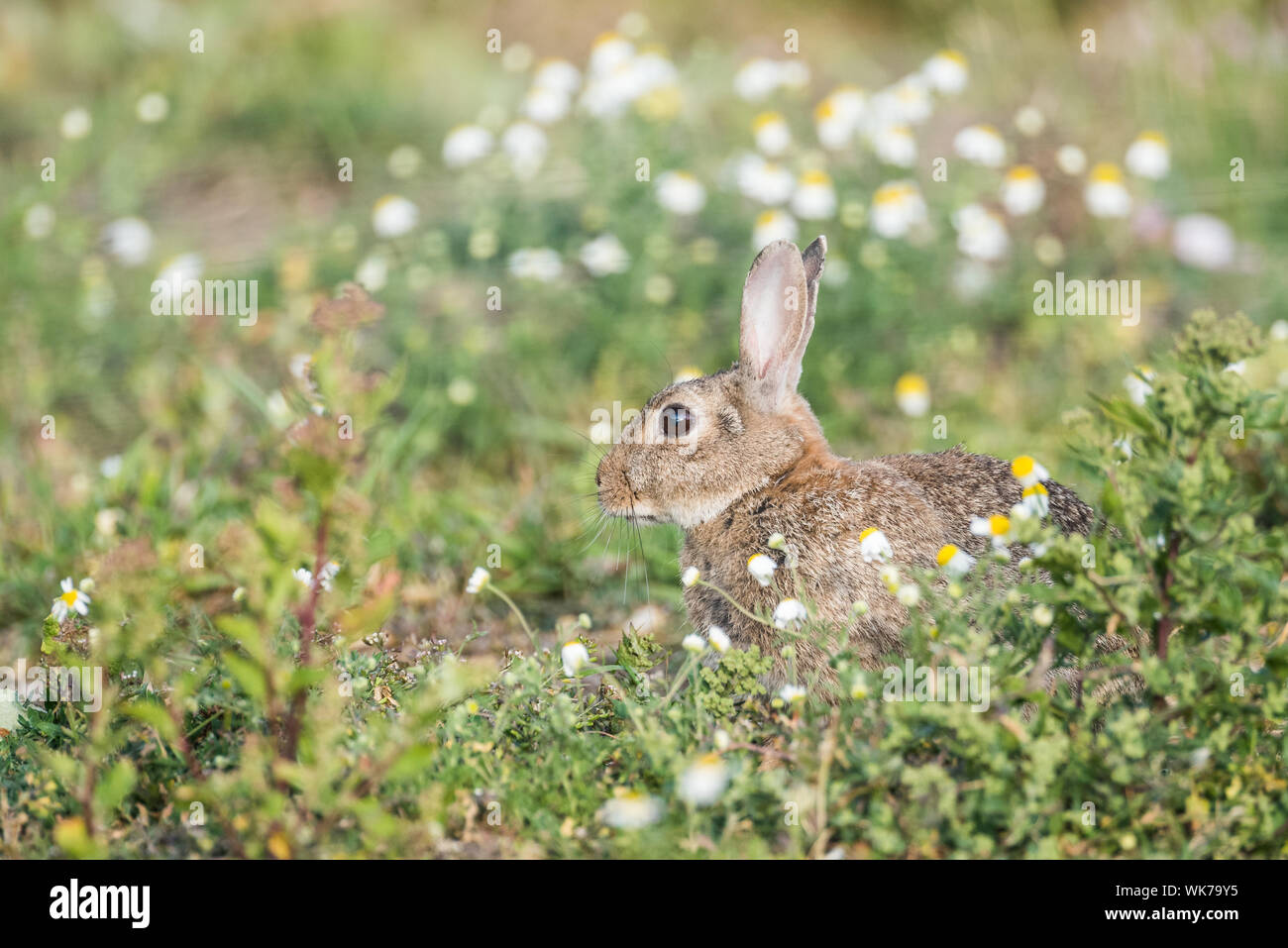 Rabbit sat amongst wild daisies. Stock Photo