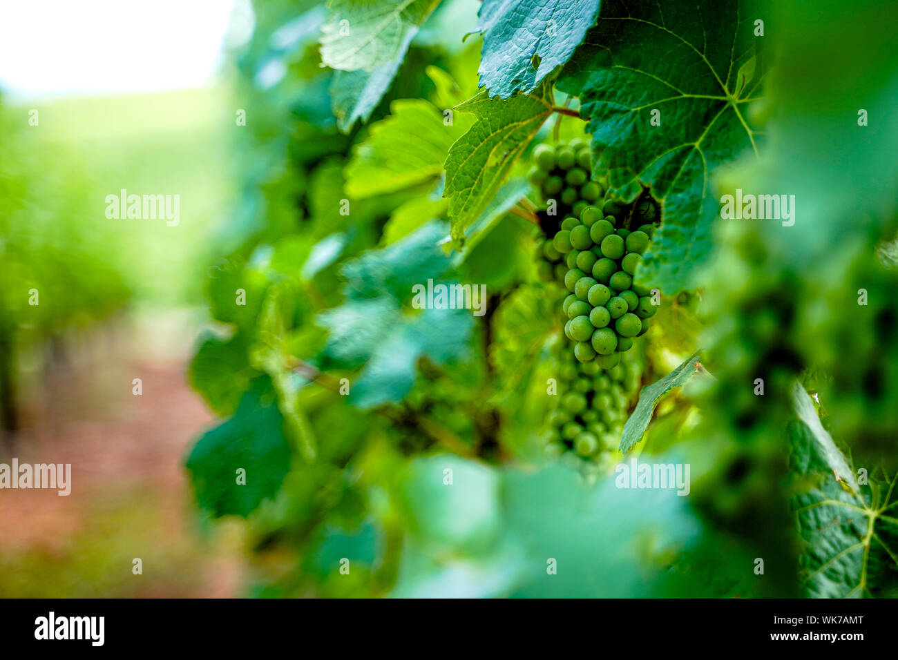 White wine grapes on vine yard in alsace, france Stock Photo Alamy