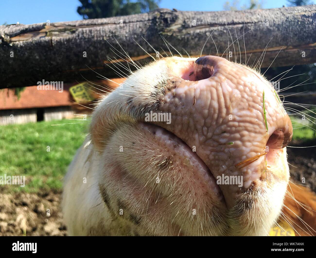 Close-up Of Pig Snout Peeking Through Wood Fence Stock Photo
