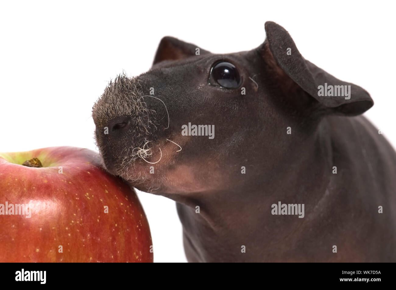 skinny guinea pig Stock Photo - Alamy