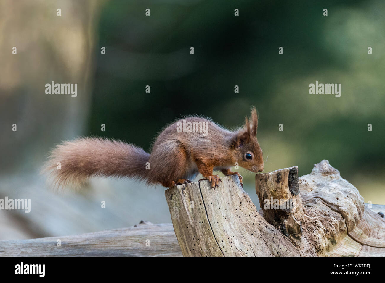 Red Squirrel on Brownsea Island, Dorset. Inspecting a log, tail outstretched. Stock Photo