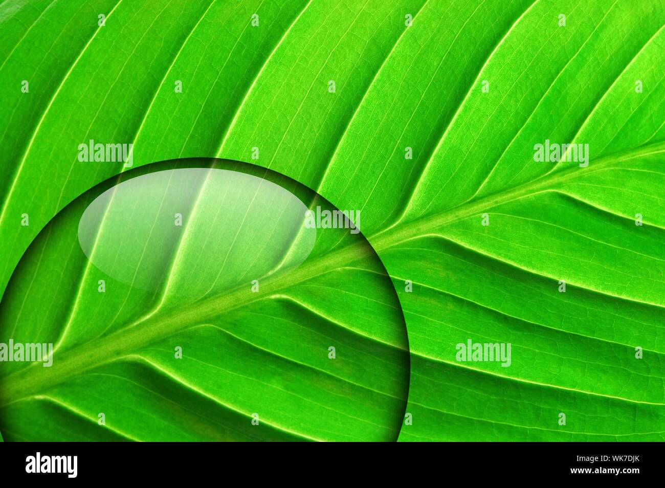 green leaf with fresh water drop from summer rain Stock Photo - Alamy