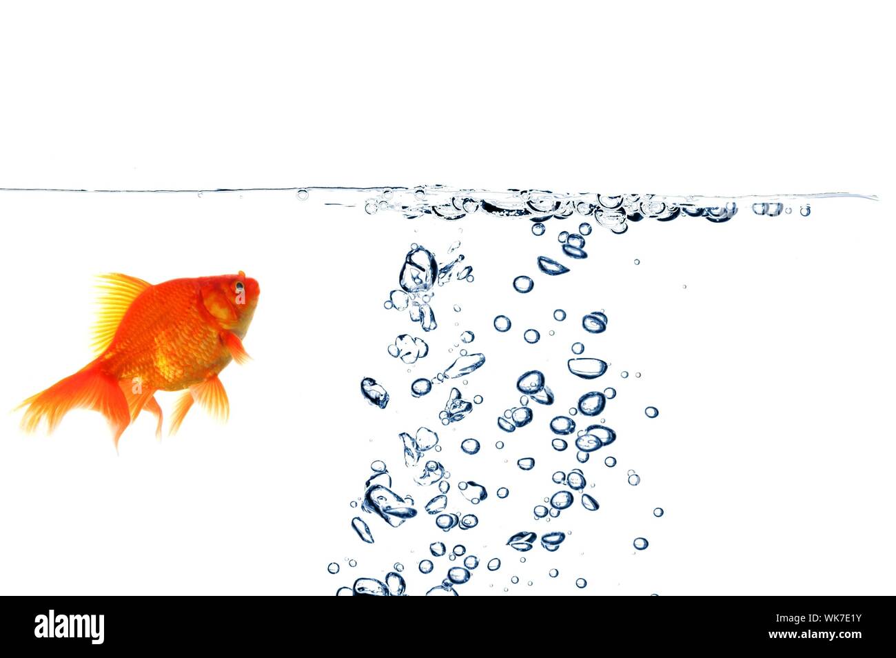 swimming goldfish in fishtank with water or air bubbles Stock Photo Alamy
