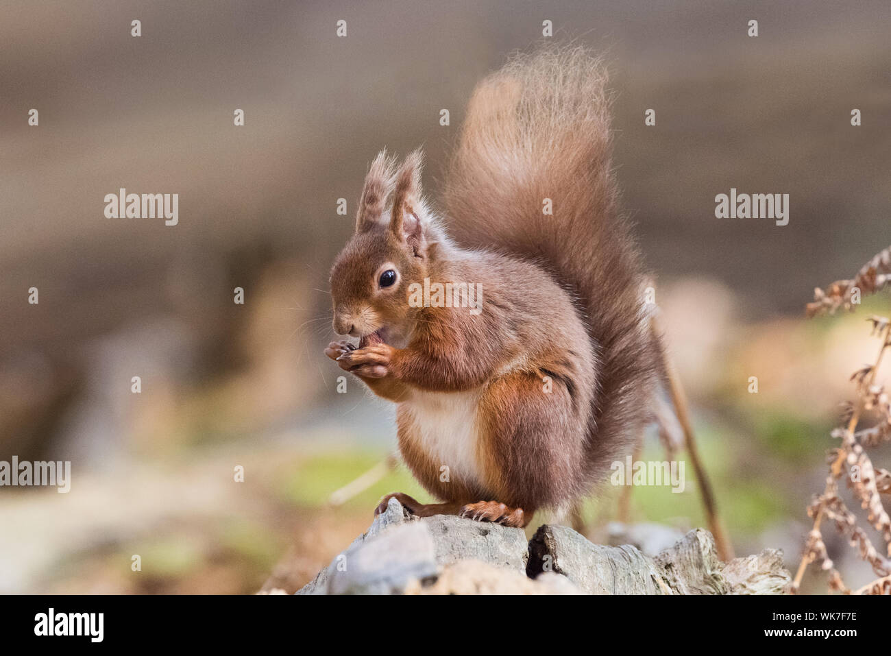 Red Squirrel on Brownsea Island, Dorset. Sat up eating. Stock Photo