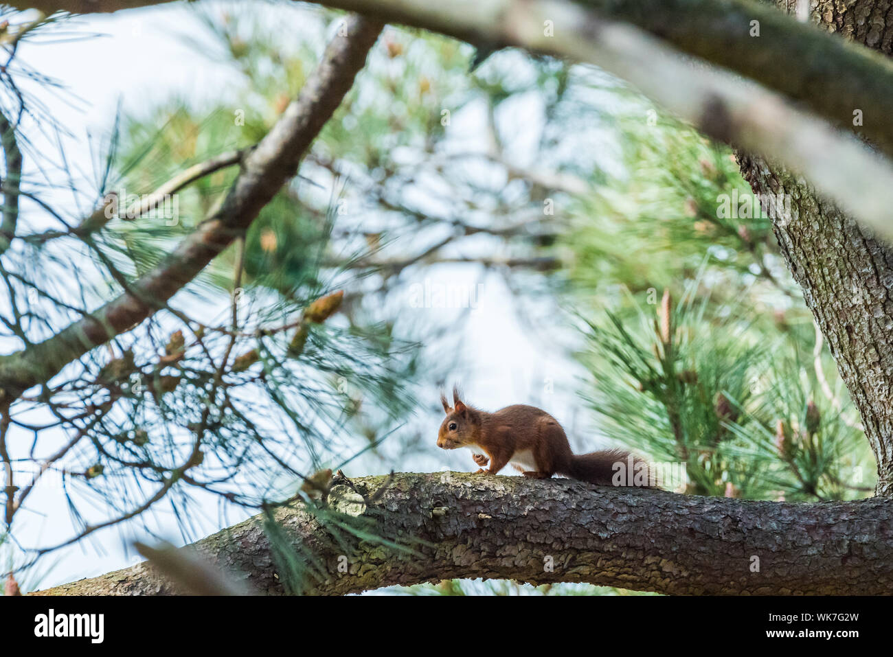 Red squirrel running along the branch of a Scots pine tree. Stock Photo