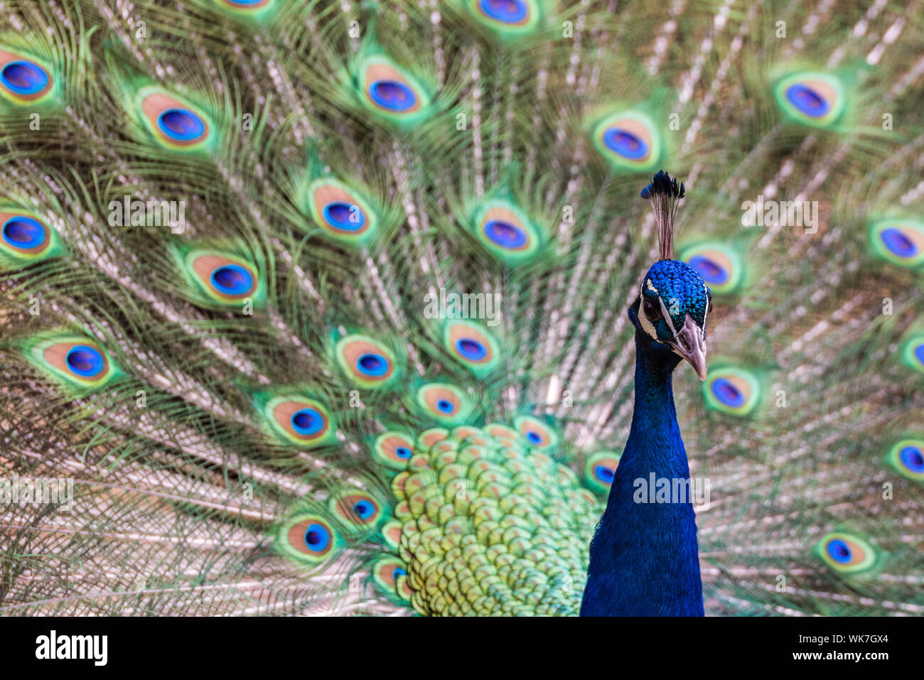 Peacock in closeup with tail fanned. Stock Photo