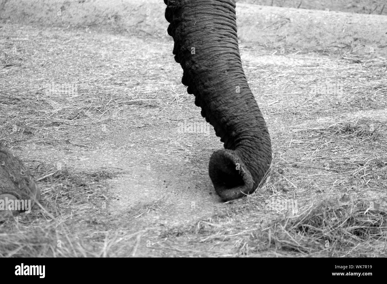 Elephant trunk up close Black and White Stock Photos & Images Alamy