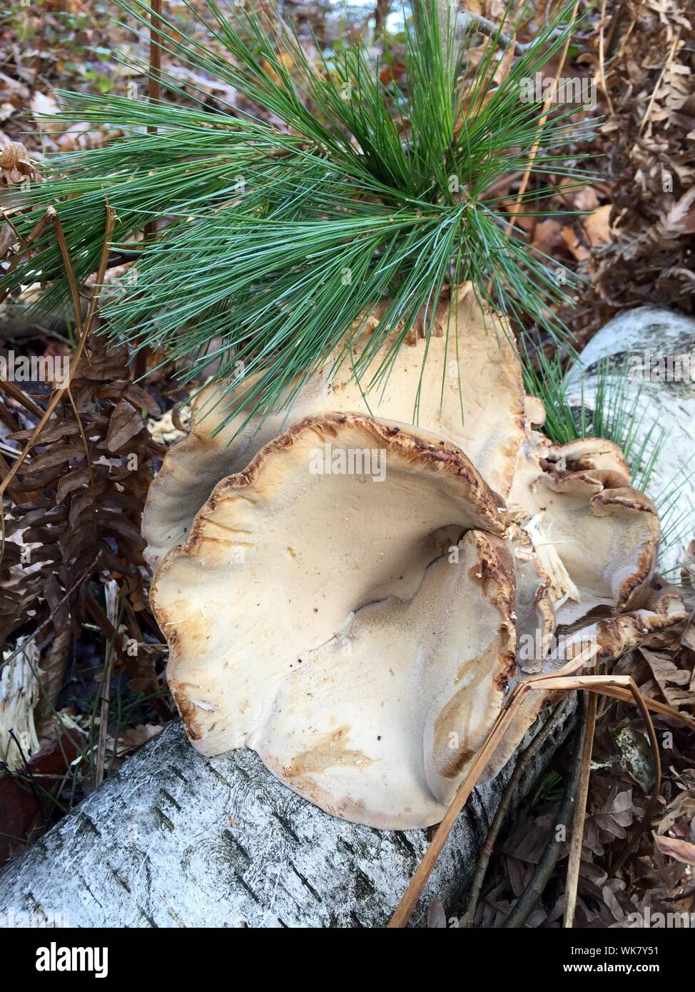 Mushrooms Growing On Birch Tree High Resolution Stock Photography and