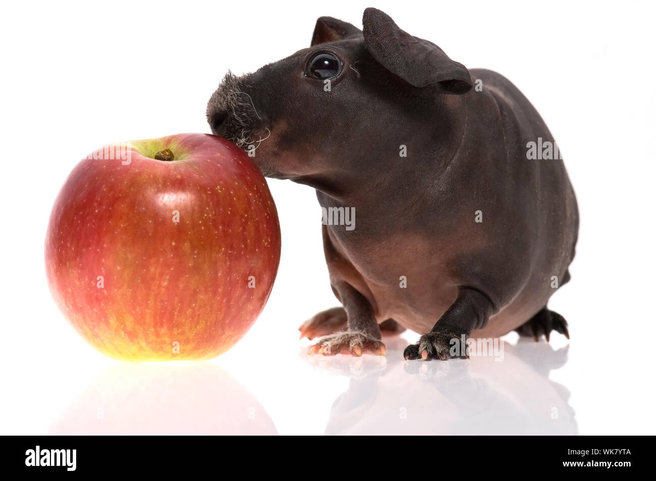 Guinea pig apple outlet