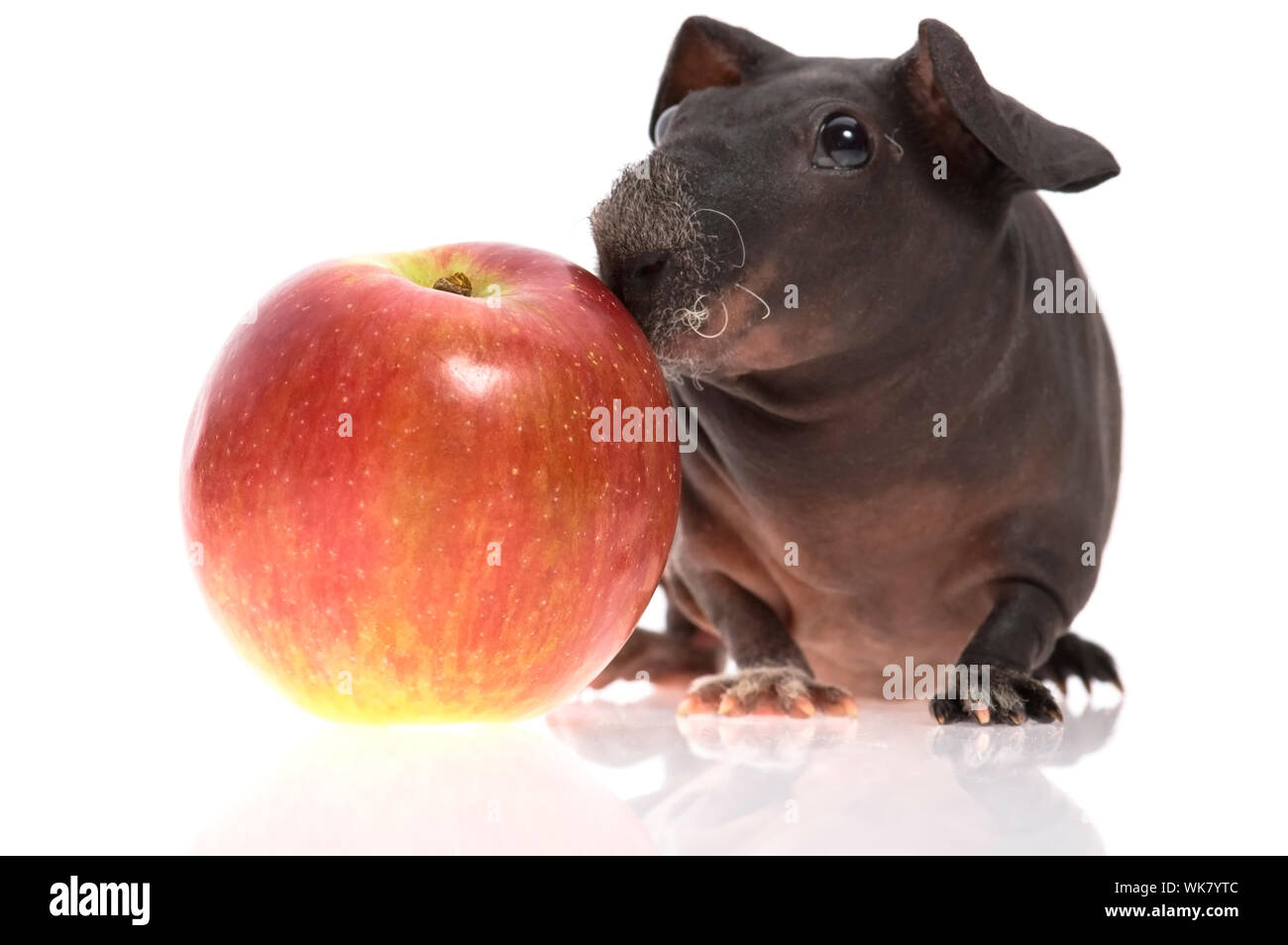 skinny guinea pig Stock Photo - Alamy
