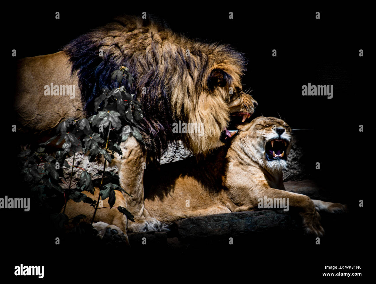 Lion and lioness against black background with full manes and sharp teeth Stock Photo
