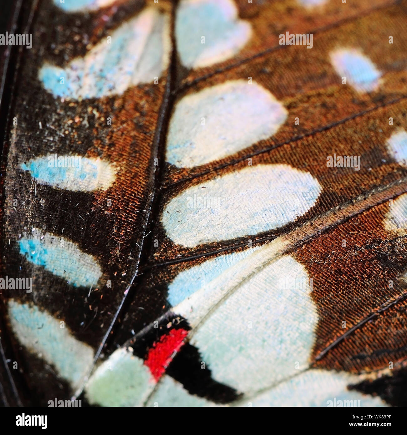 Macro closeup of butterfly wing background pattern Stock Photo - Alamy