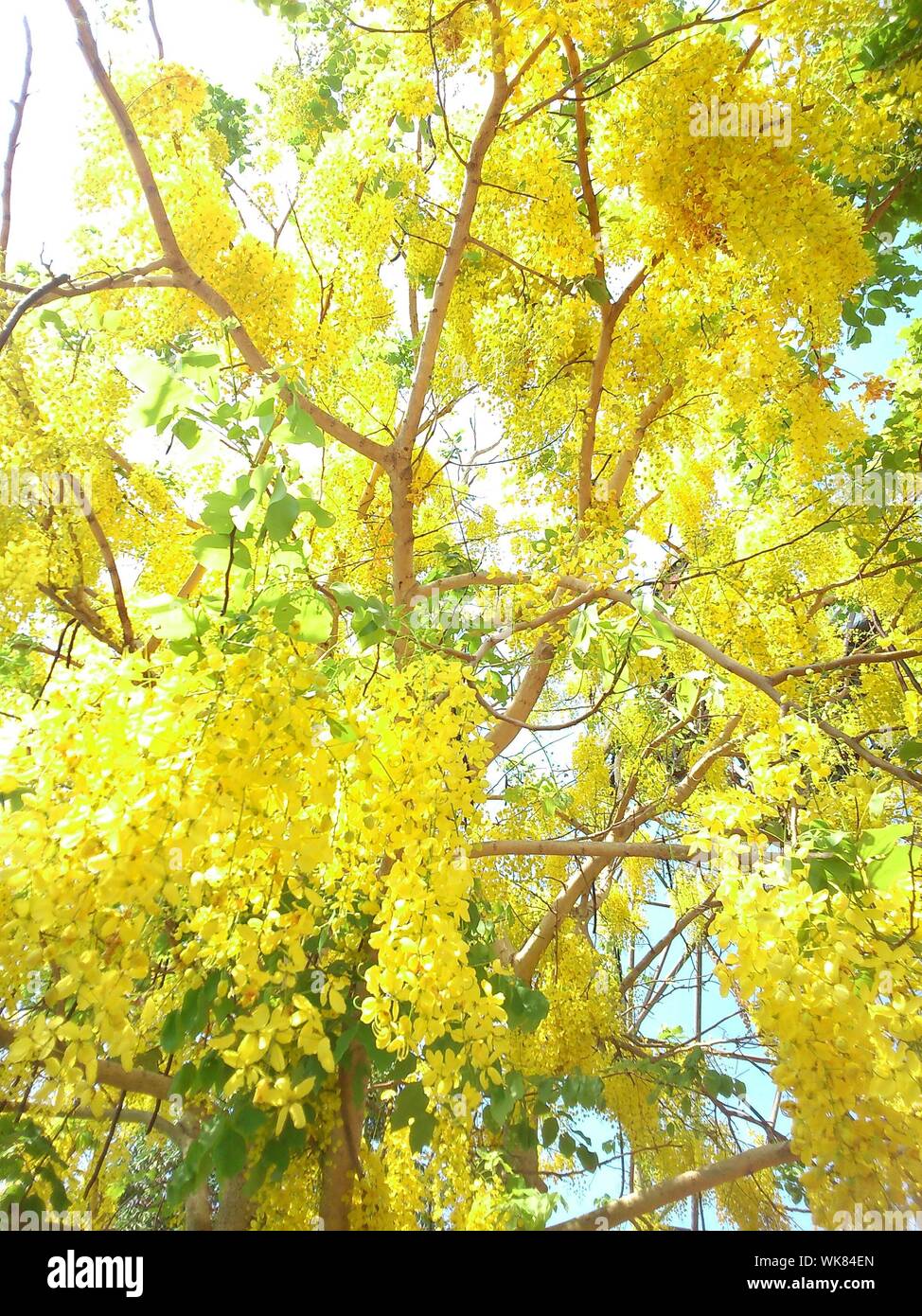 Yellow Wisteria High Resolution Stock Photography and Images Alamy