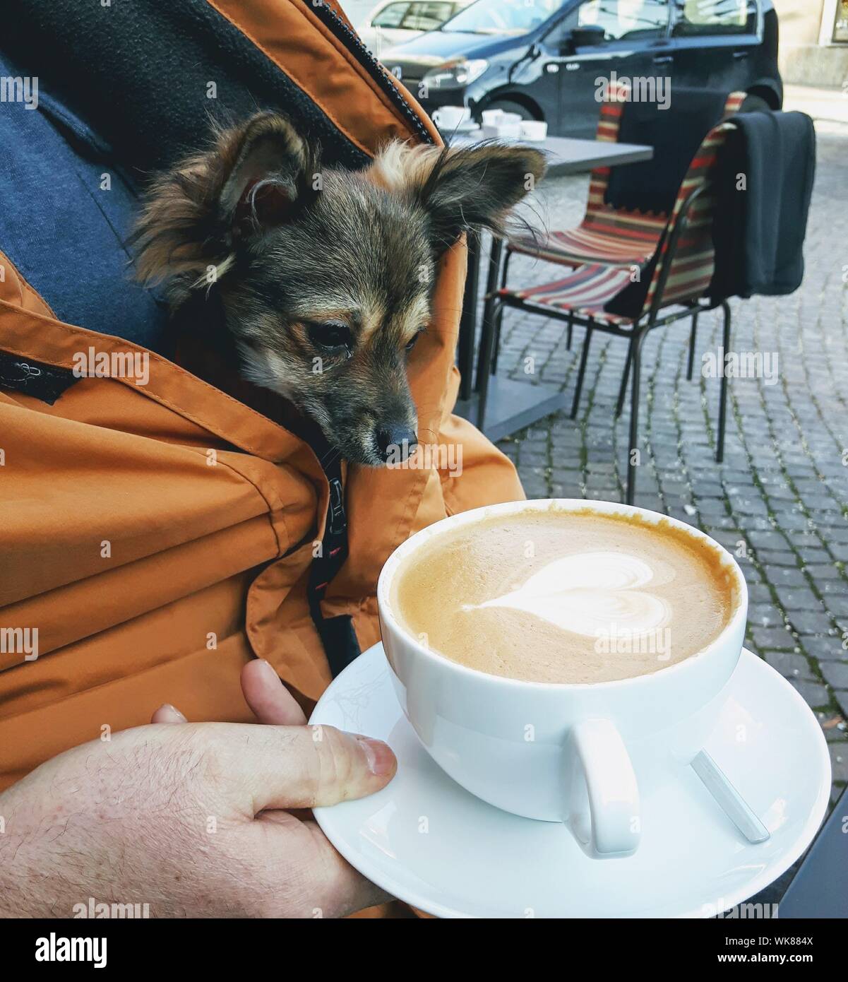 a dog that looks like a capuccino