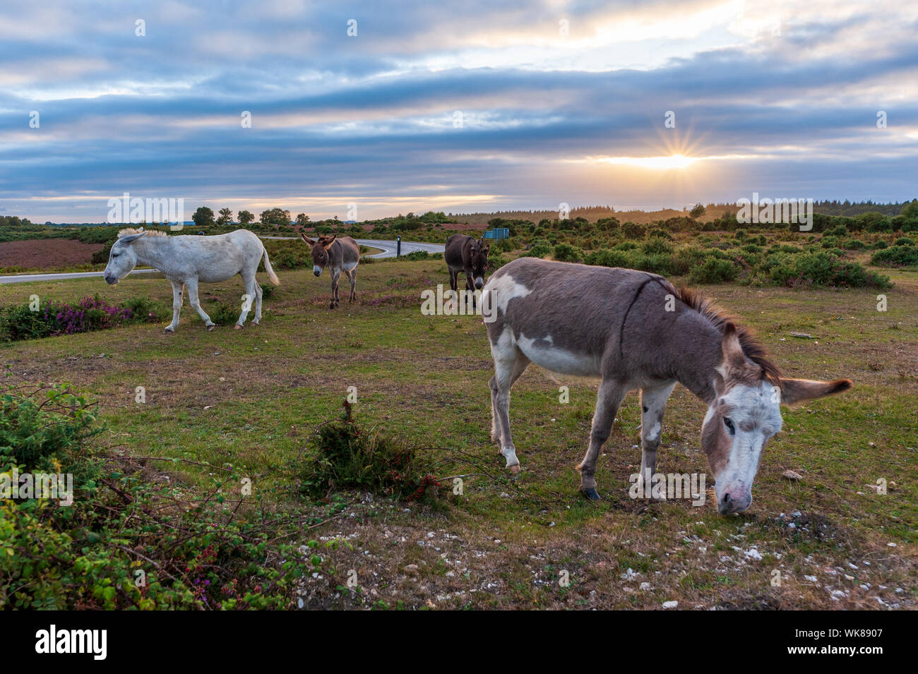 Donkeys wandering on a late summer evening at Deadman Hill, Godshill, New Forest, Hampshire, UK Stock Photo