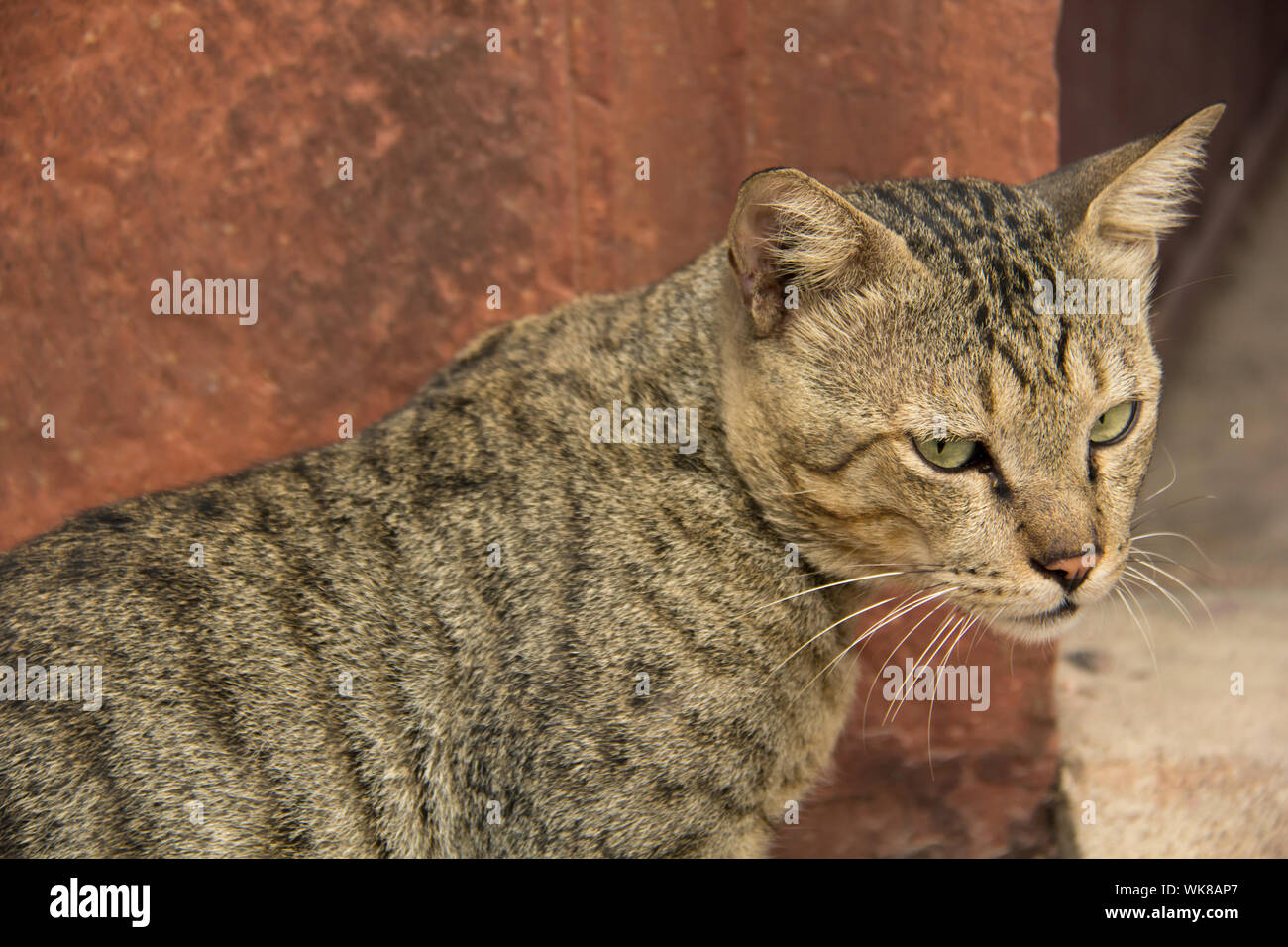 Close-up of a cat Stock Photo