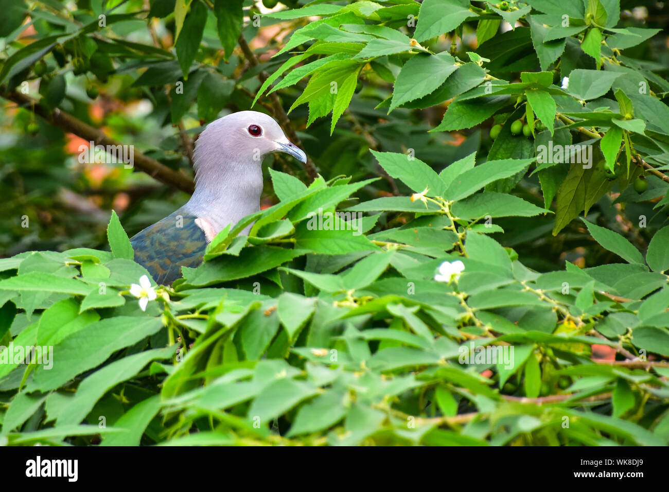 Green Imperial Pigeon, Galle Fort, Sri Lanka Stock Photo