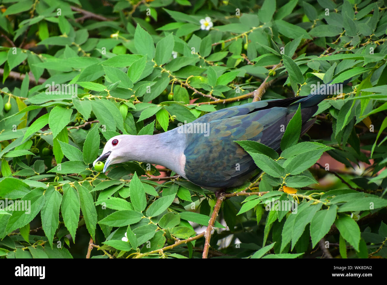 Green Imperial Pigeon, Galle Fort, Sri Lanka Stock Photo