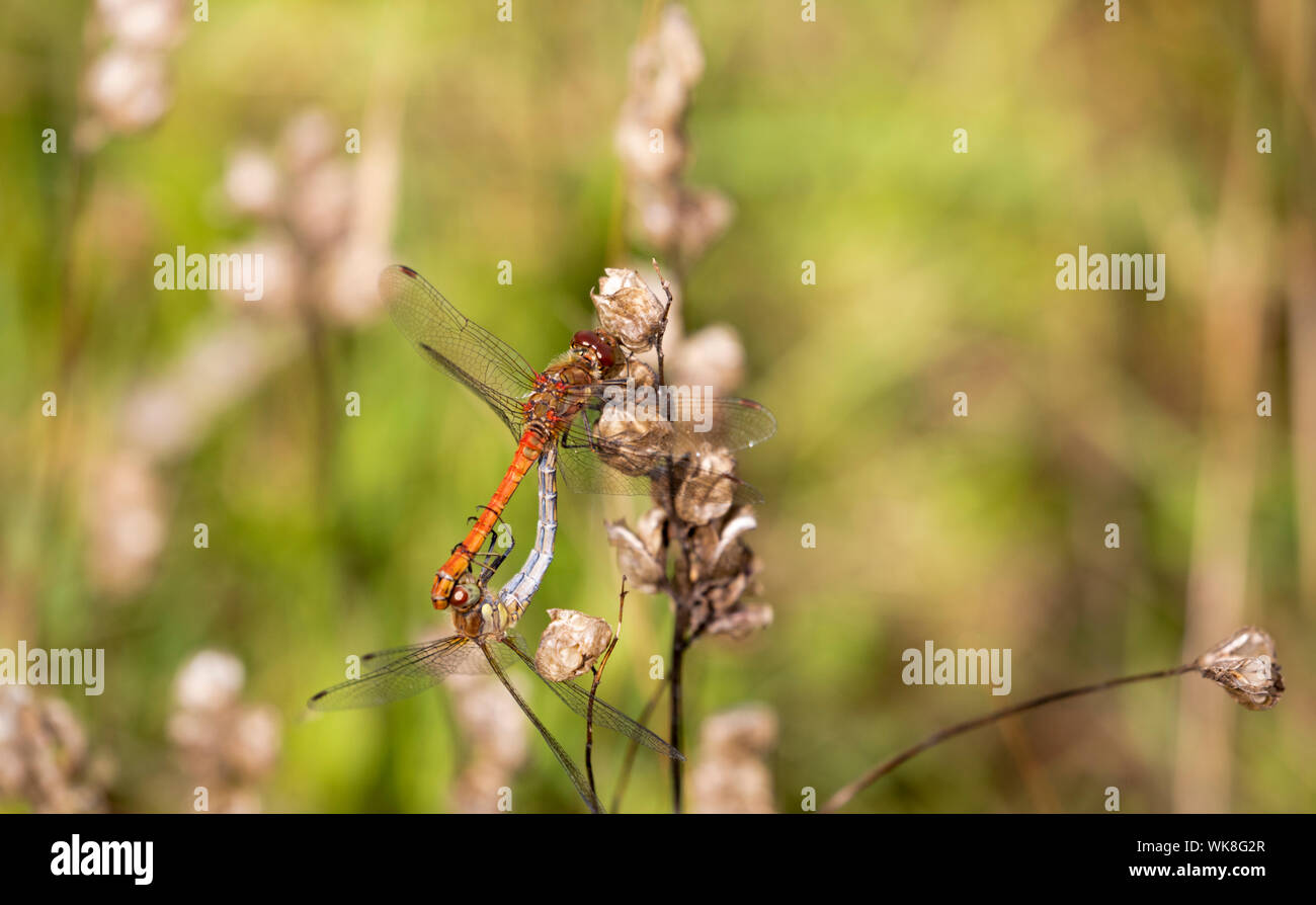 Common darter dragonflies coupling Stock Photo