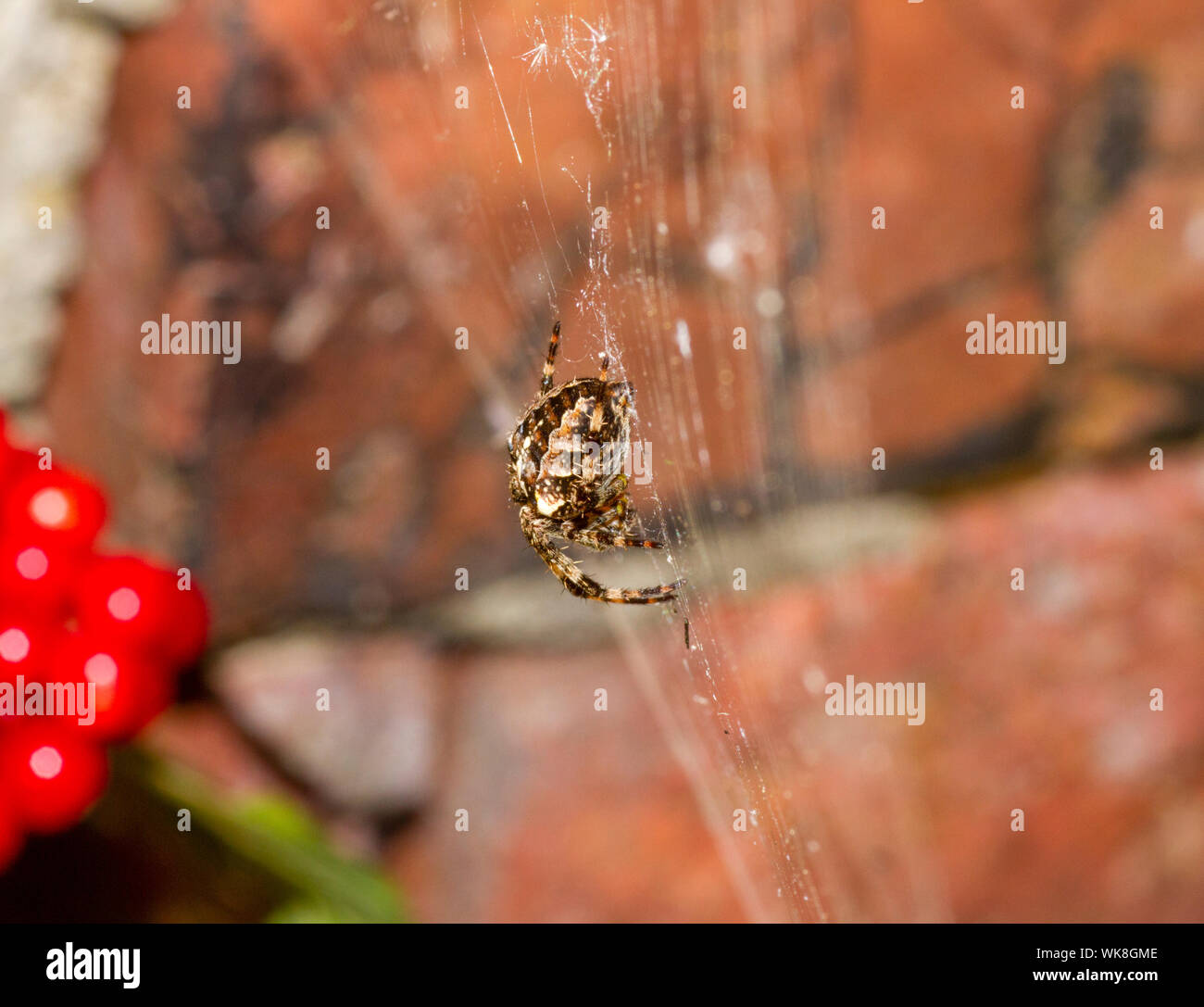 Garden cross spider in web Stock Photo - Alamy