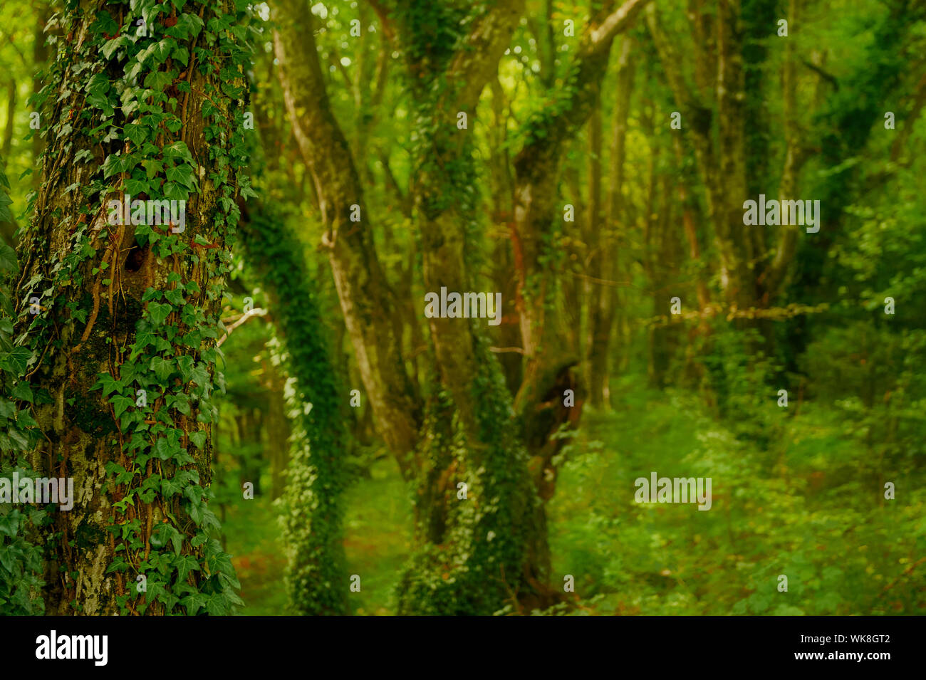 Deciduous forest and trees overgrown with ivy Stock Photo