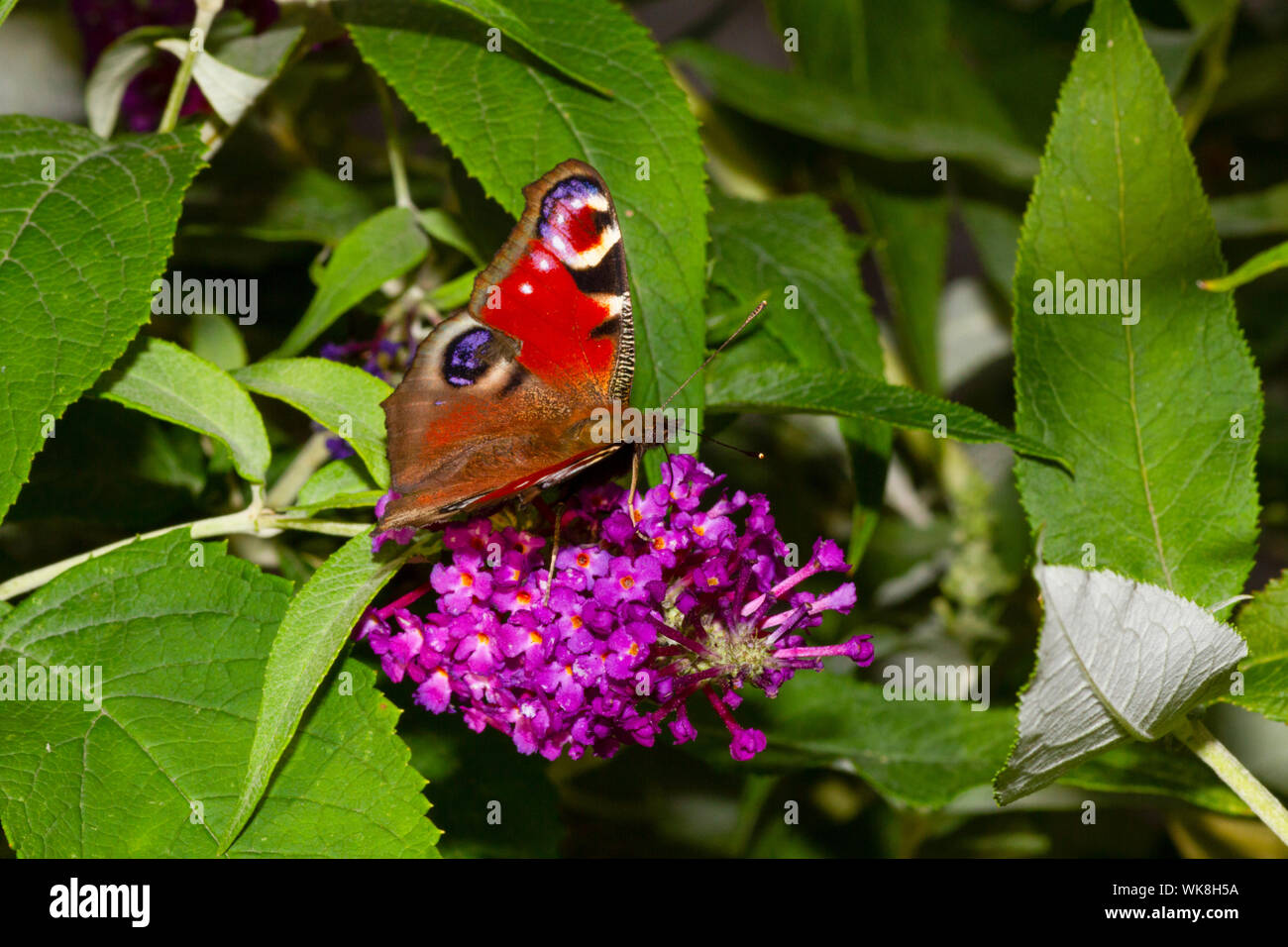 Peacock butterfly on buddleia flower Stock Photo - Alamy