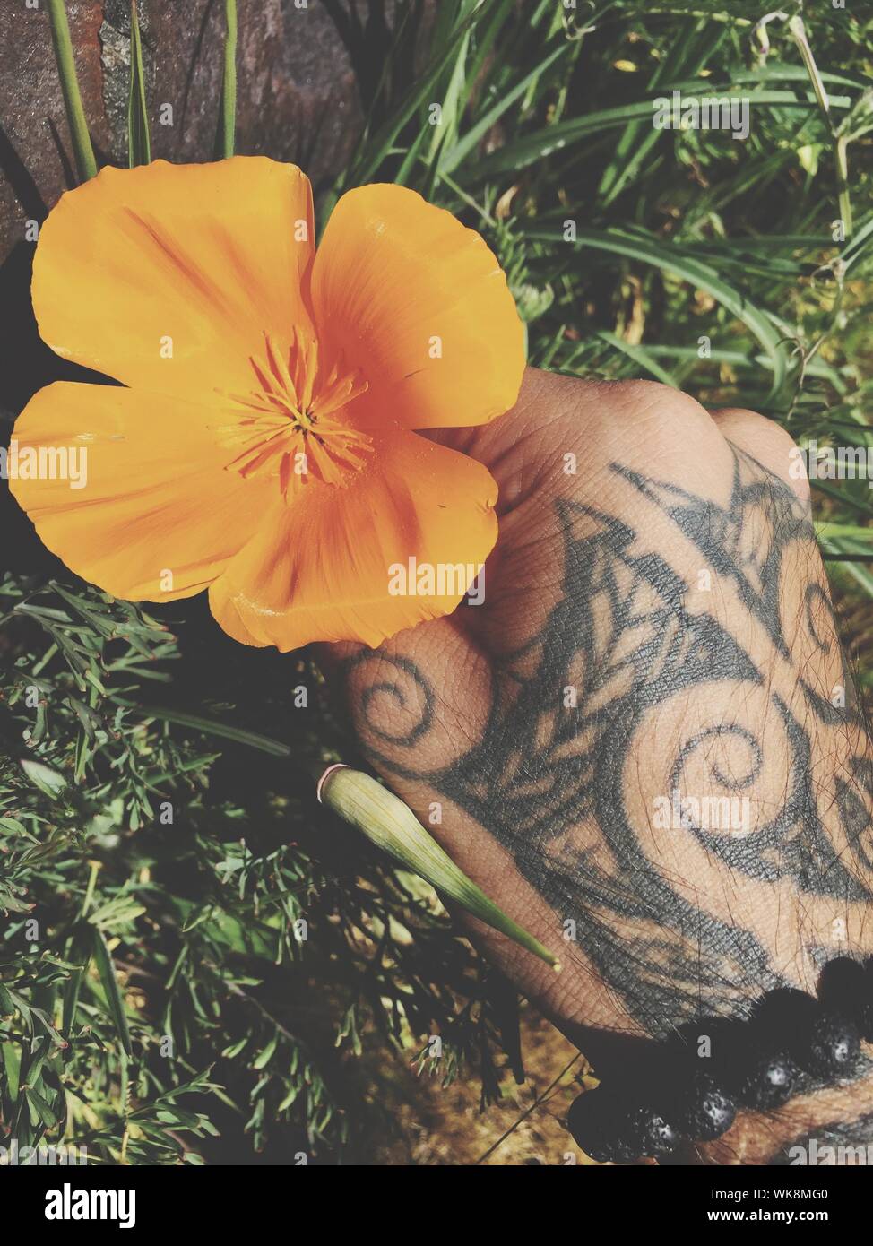 Plucking flower petal hires stock photography and images Alamy