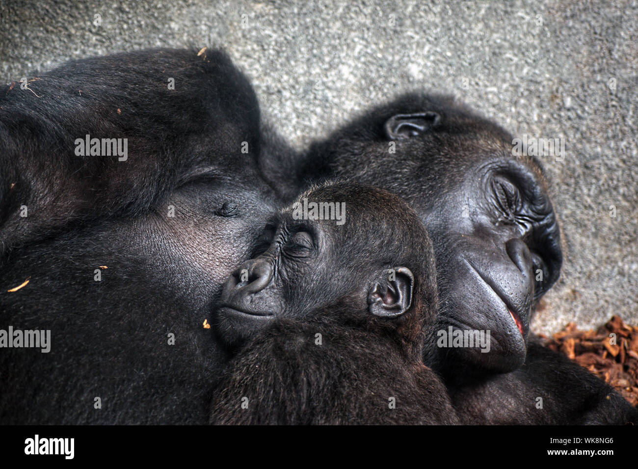 Faces of two chimpanzees sleeping together. Motherlove family animals. The Pan troglodytes, common robust chimpanzee, or chimp, an African great ape. Stock Photo