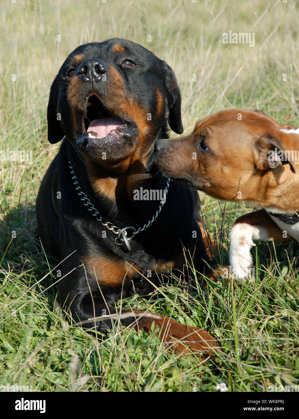 Staff Rottweiler rottweiler and staffie Stock Photo - Alamy