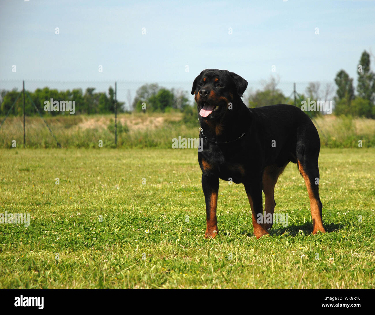 Balmain Rottweiler Rottweiler and pet hi-res stock photography and images - Alamy