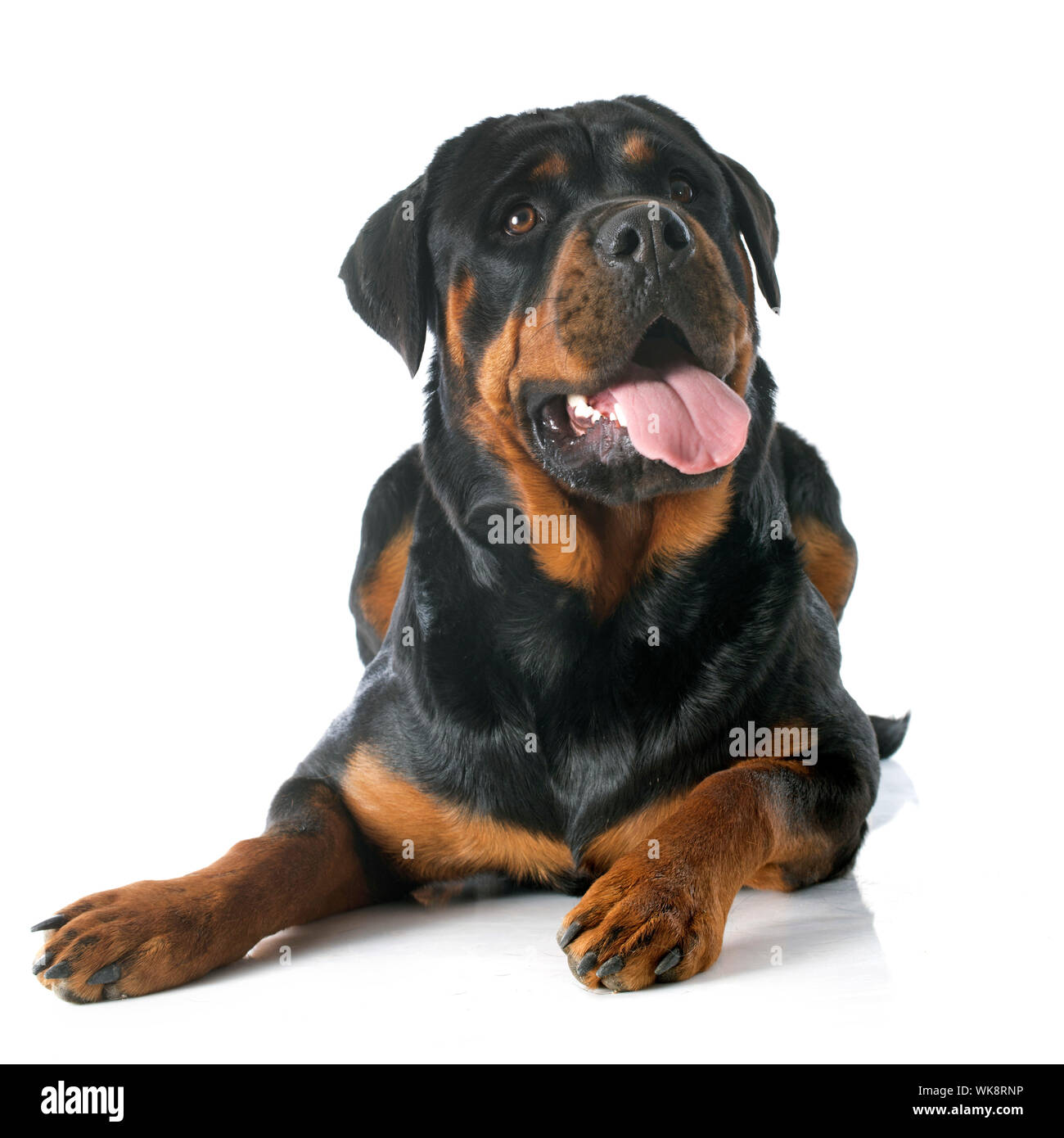 Purebred Rottweiler portrait of a purebred rottweiler in front of white background Stock ...