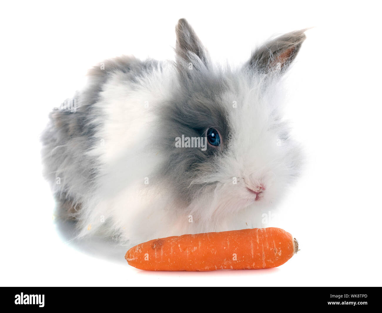 angora rabbit in front of white background Stock Photo - Alamy