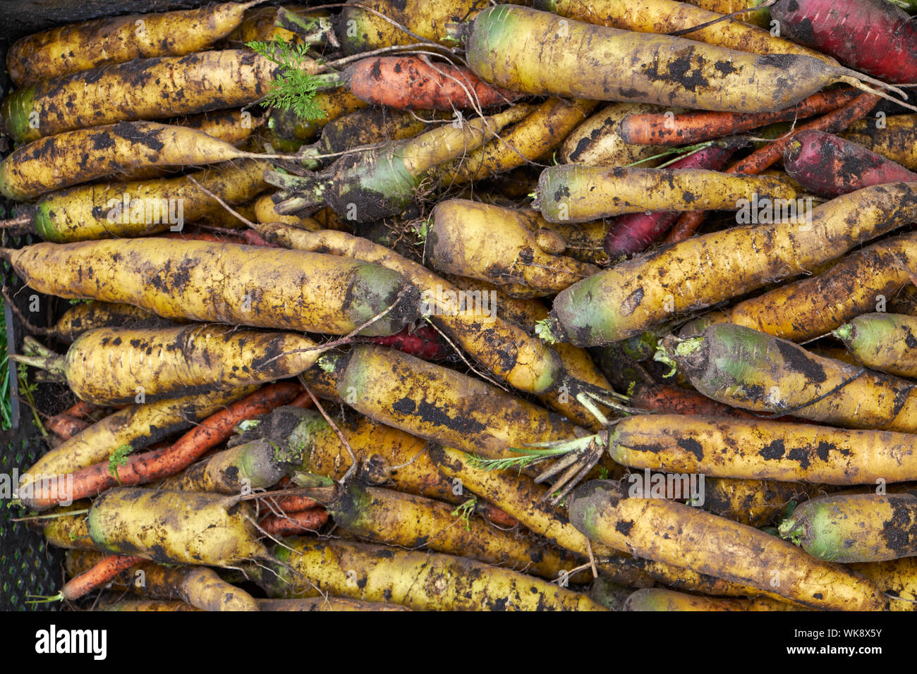 Display of freshly harvested yellow carrots before rinsing Stock Photo