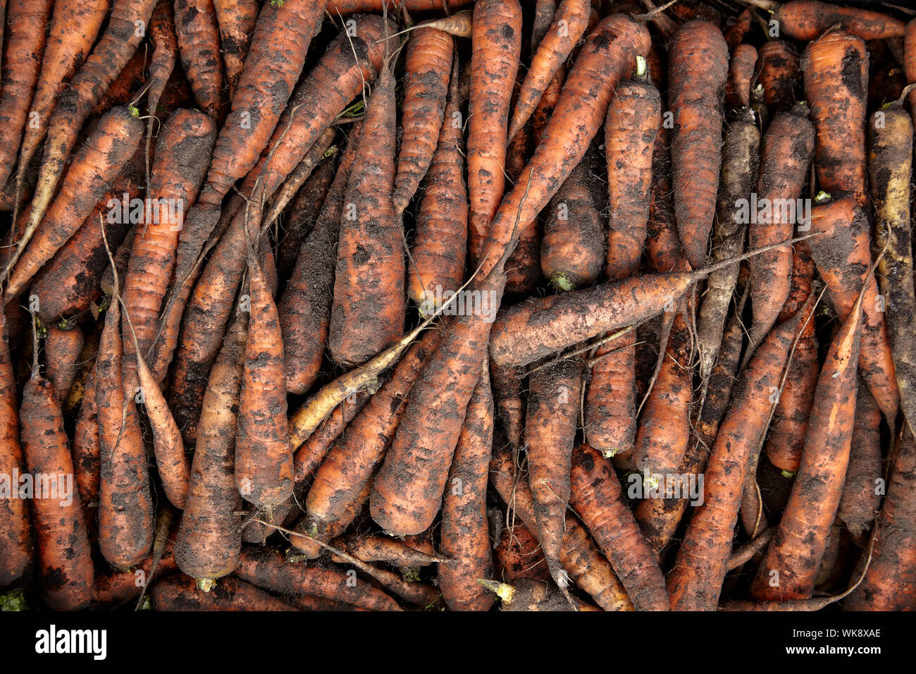 Display of freshly harvested carrots before rinsing Stock Photo