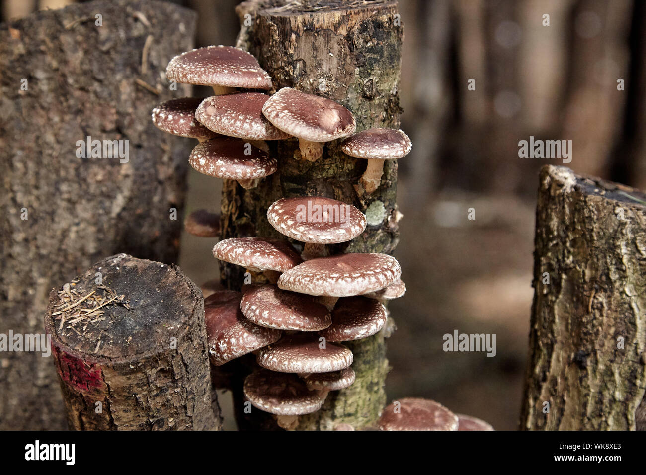Shiitake mushrooms growing on dead oak tree logs Stock Photo Alamy