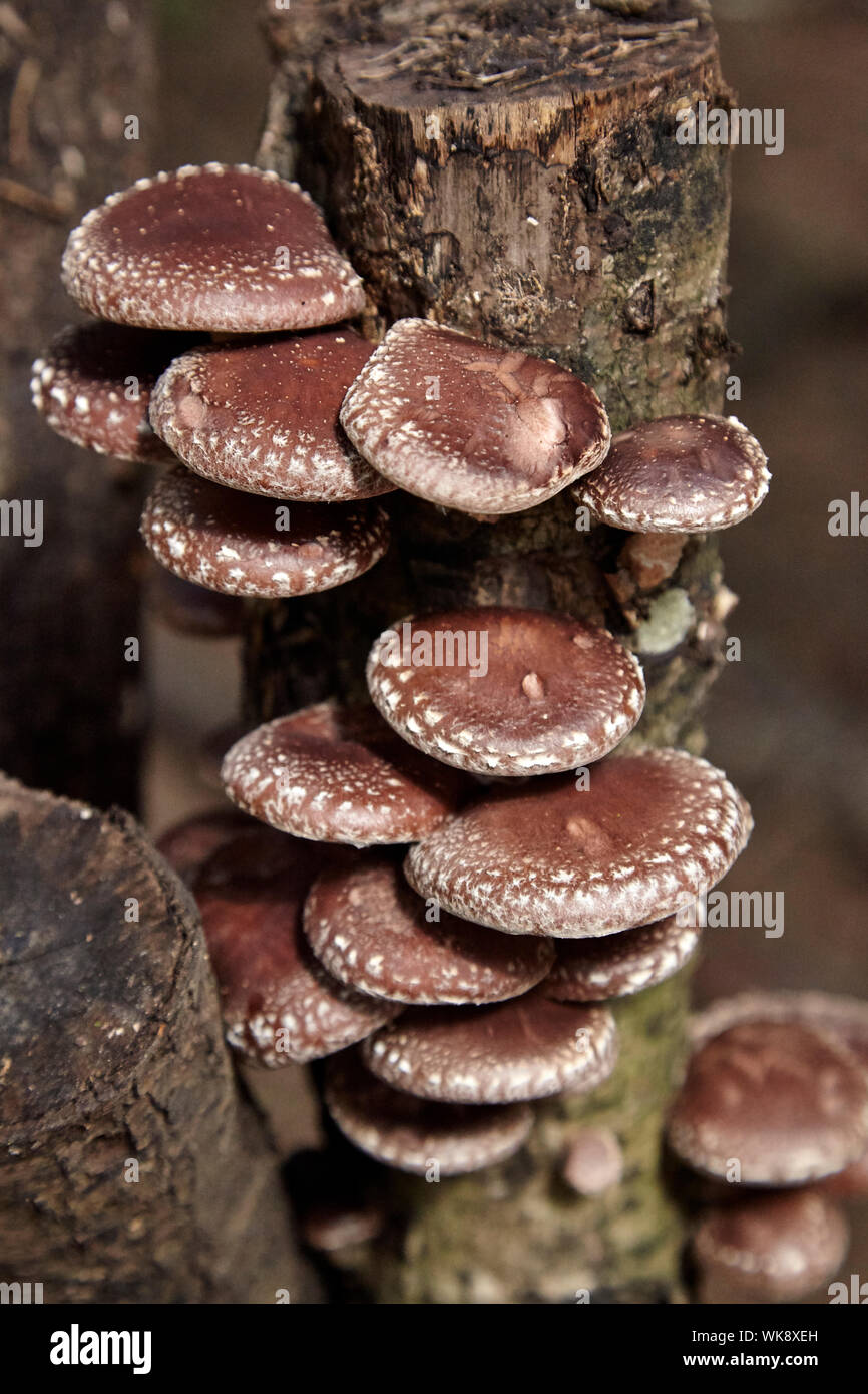 Shiitake mushrooms growing on dead oak tree logs Stock Photo Alamy
