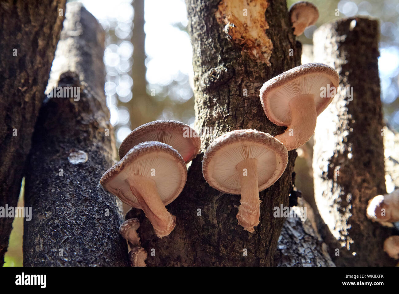 Mushroom cultivation High Resolution Stock Photography and Images Alamy