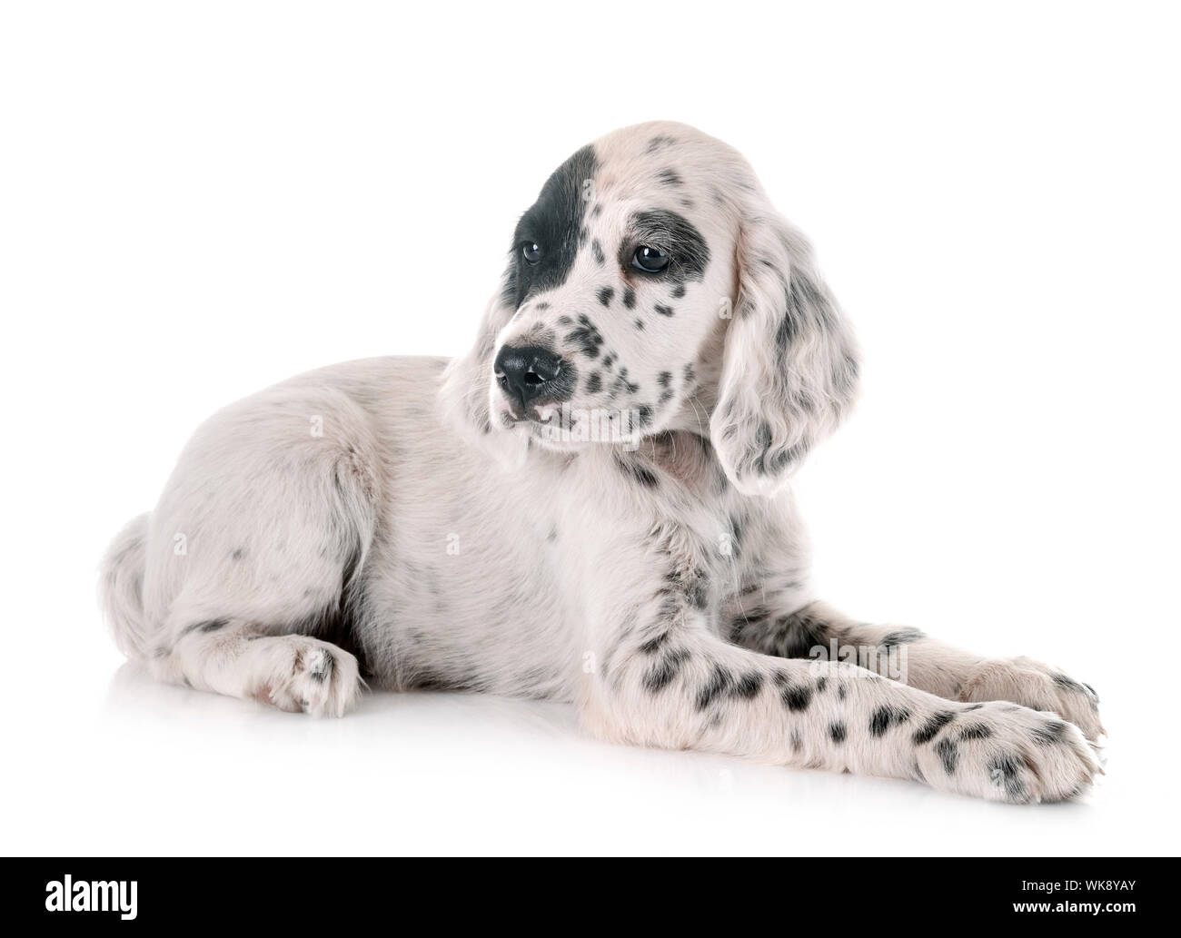 Puppy English Setter In Front Of White Background Stock Photo Alamy