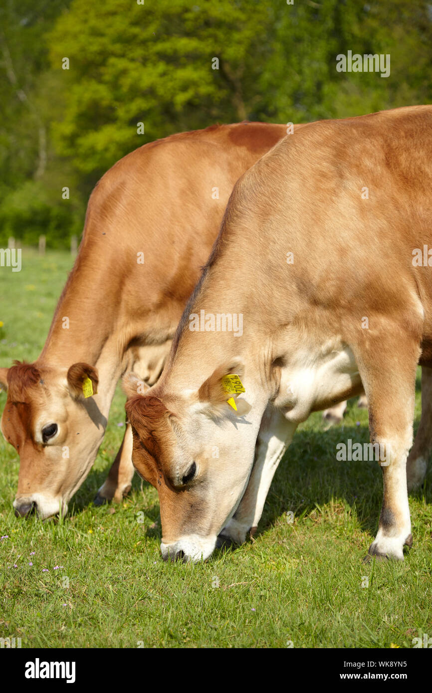 Pair of Jersey dairy cows grazing in pasture Stock Photo