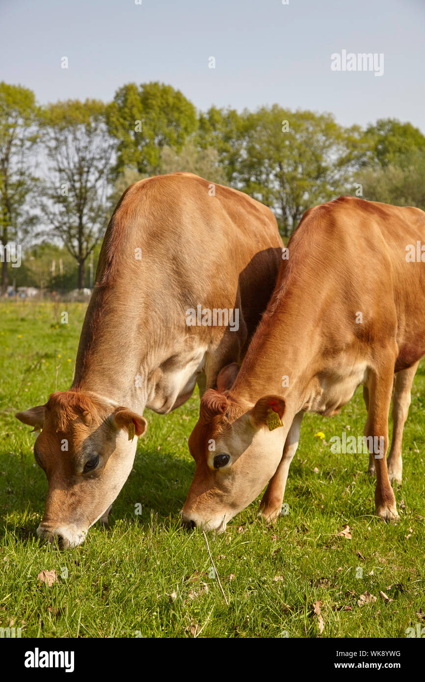 Jersey cow grazing hires stock photography and images Alamy